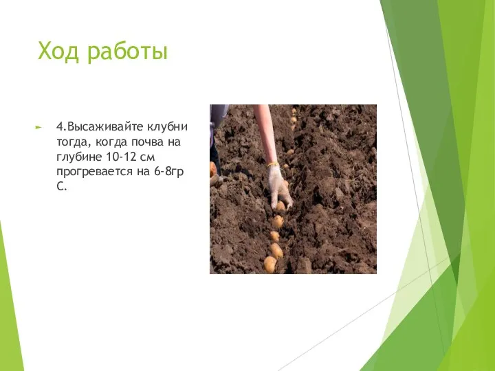 Ход работы 4.Высаживайте клубни тогда, когда почва на глубине 10-12 см прогревается на 6-8гр С.