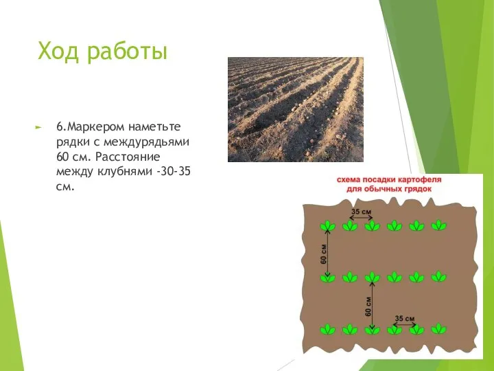 Ход работы 6.Маркером наметьте рядки с междурядьями 60 см. Расстояние между клубнями -30-35 см.