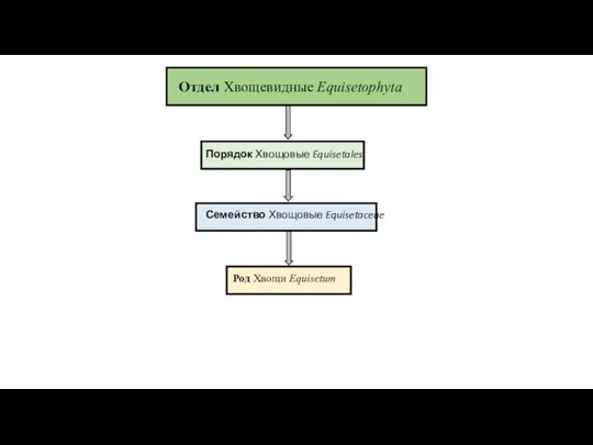 Отдел Хвощевидные Equisetophyta Порядок Хвощовые Equisetales Семейство Хвощовые Equisetaceae Род Хвощи Equisetum