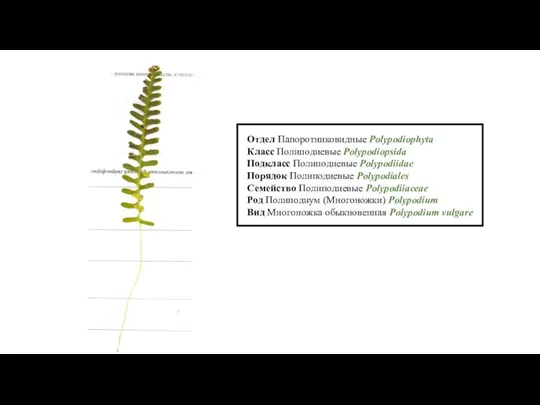 Отдел Папоротниковидные Polypodiophyta Класс Полиподиевые Polypodiopsida Подкласс Полиподиевые Polypodiidae Порядок Полиподиевые