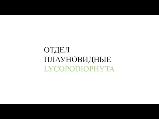 ОТДЕЛ ПЛАУНОВИДНЫЕ LYCOPODIOPHYTA