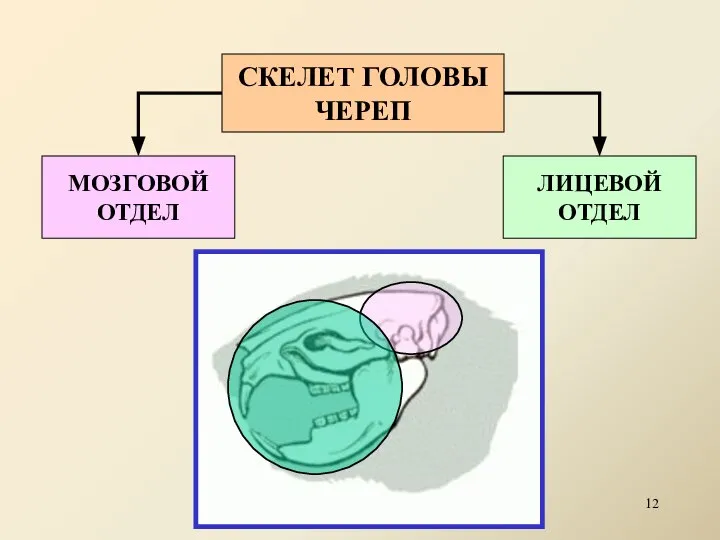 СКЕЛЕТ ГОЛОВЫ ЧЕРЕП МОЗГОВОЙ ОТДЕЛ ЛИЦЕВОЙ ОТДЕЛ