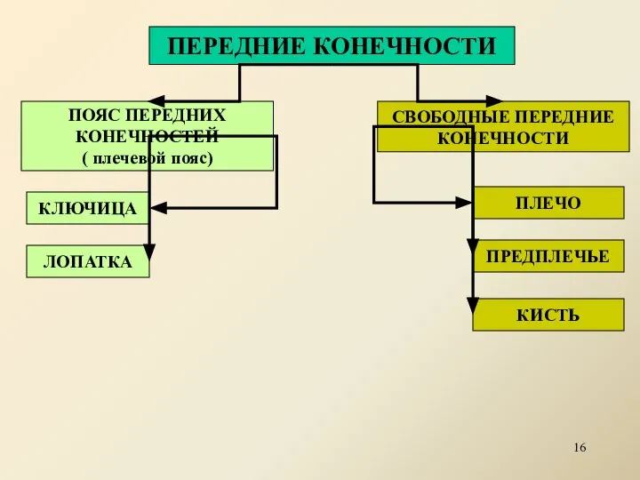 ПЕРЕДНИЕ КОНЕЧНОСТИ ПОЯС ПЕРЕДНИХ КОНЕЧНОСТЕЙ ( плечевой пояс) СВОБОДНЫЕ ПЕРЕДНИЕ КОНЕЧНОСТИ КЛЮЧИЦА ЛОПАТКА ПЛЕЧО КИСТЬ ПРЕДПЛЕЧЬЕ