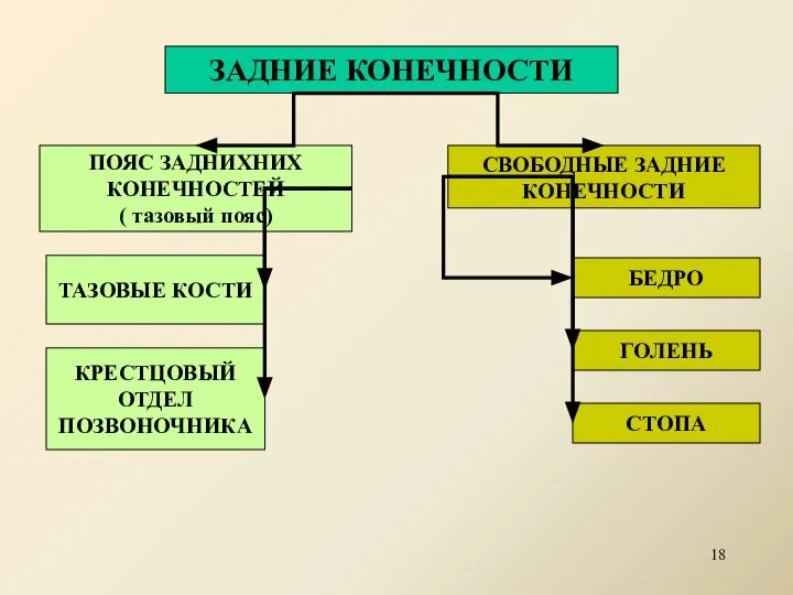 ЗАДНИЕ КОНЕЧНОСТИ ПОЯС ЗАДНИХНИХ КОНЕЧНОСТЕЙ ( тазовый пояс) СВОБОДНЫЕ ЗАДНИЕ КОНЕЧНОСТИ