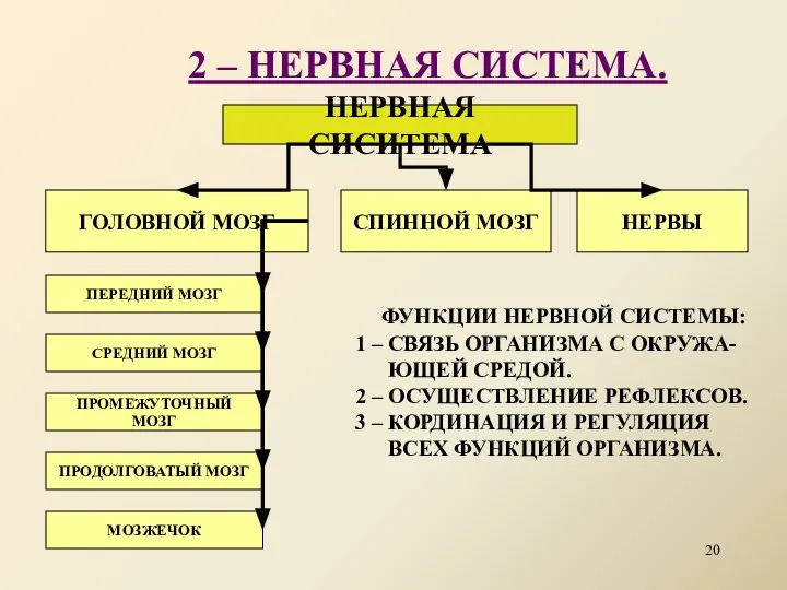 2 – НЕРВНАЯ СИСТЕМА. НЕРВНАЯ СИСИТЕМА ГОЛОВНОЙ МОЗГ СПИННОЙ МОЗГ НЕРВЫ