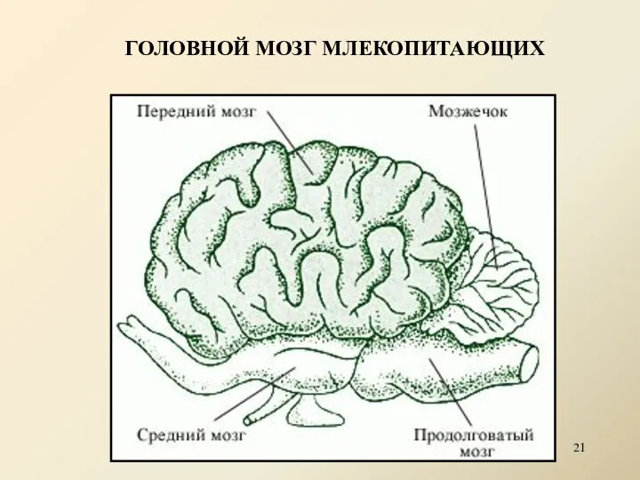 ГОЛОВНОЙ МОЗГ МЛЕКОПИТАЮЩИХ