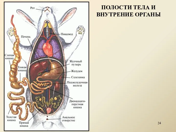ПОЛОСТИ ТЕЛА И ВНУТРЕНИЕ ОРГАНЫ