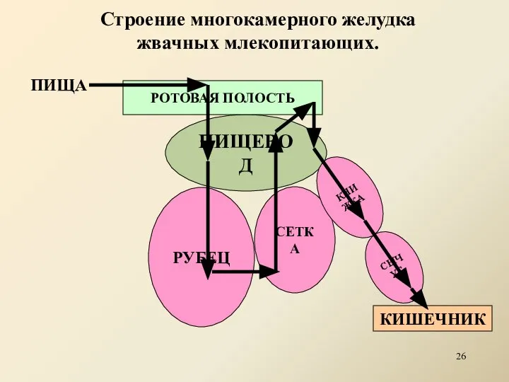 ПИЩЕВОД Строение многокамерного желудка жвачных млекопитающих. СЕТКА РУБЕЦ КНИЖКА СЫЧУГ РОТОВАЯ ПОЛОСТЬ ПИЩА КИШЕЧНИК