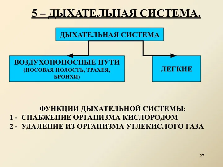 5 – ДЫХАТЕЛЬНАЯ СИСТЕМА. ДЫХАТЕЛЬНАЯ СИСТЕМА ЛЕГКИЕ ВОЗДУХОНОНОСНЫЕ ПУТИ (НОСОВАЯ ПОЛОСТЬ,