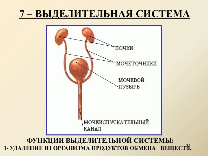 7 – ВЫДЕЛИТЕЛЬНАЯ СИСТЕМА ФУНКЦИИ ВЫДЕЛИТЕЛЬНОЙ СИСТЕМЫ: 1- УДАЛЕНИЕ ИЗ ОРГАНИЗМА ПРОДУКТОВ ОБМЕНА ВЕЩЕСТВ.