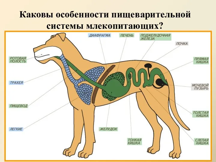 Каковы особенности пищеварительной системы млекопитающих?