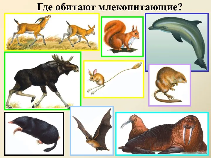 Где обитают млекопитающие?