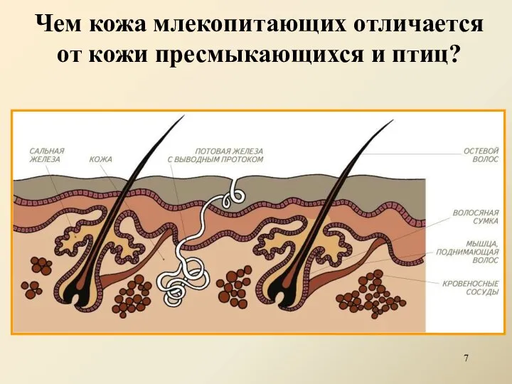 Чем кожа млекопитающих отличается от кожи пресмыкающихся и птиц?