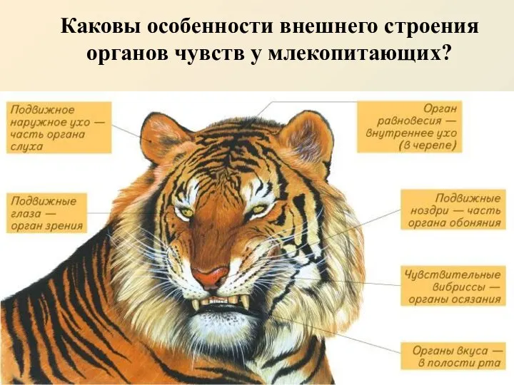 Каковы особенности внешнего строения органов чувств у млекопитающих?