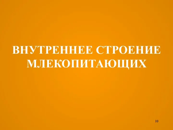 ВНУТРЕННЕЕ СТРОЕНИЕ МЛЕКОПИТАЮЩИХ