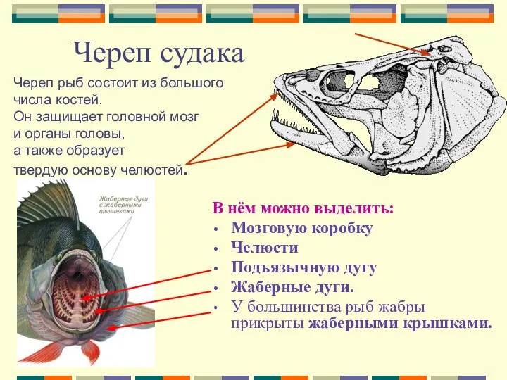 Череп судака В нём можно выделить: Мозговую коробку Челюсти Подъязычную дугу