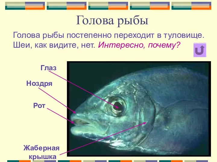 Голова рыбы Голова рыбы постепенно переходит в туловище. Шеи, как видите,