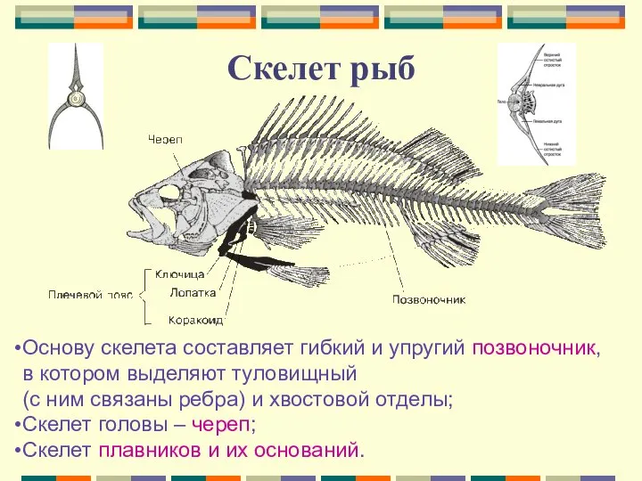 Скелет рыб Основу скелета составляет гибкий и упругий позвоночник, в котором