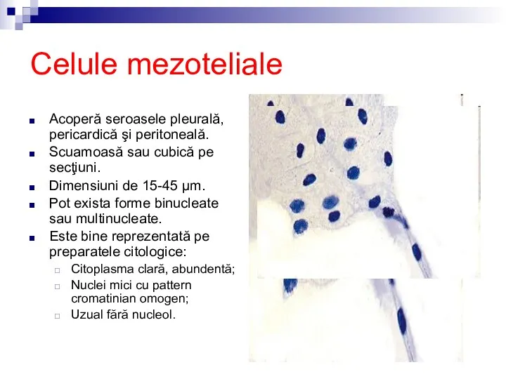 Celule mezoteliale Acoperă seroasele pleurală, pericardică şi peritoneală. Scuamoasă sau cubică