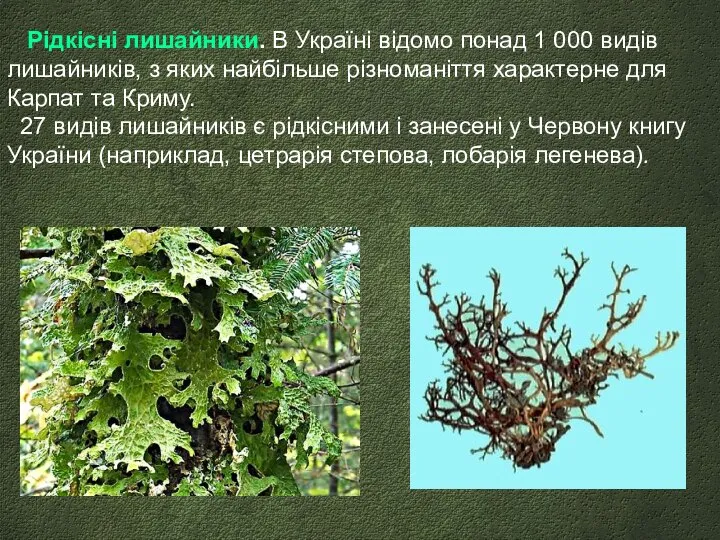 Рідкісні лишайники. В Україні відомо понад 1 000 видів лишайників, з