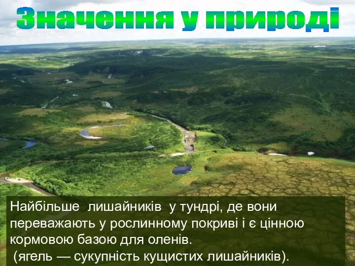 Найбільше лишайників у тундрі, де вони переважають у рослинному покриві і