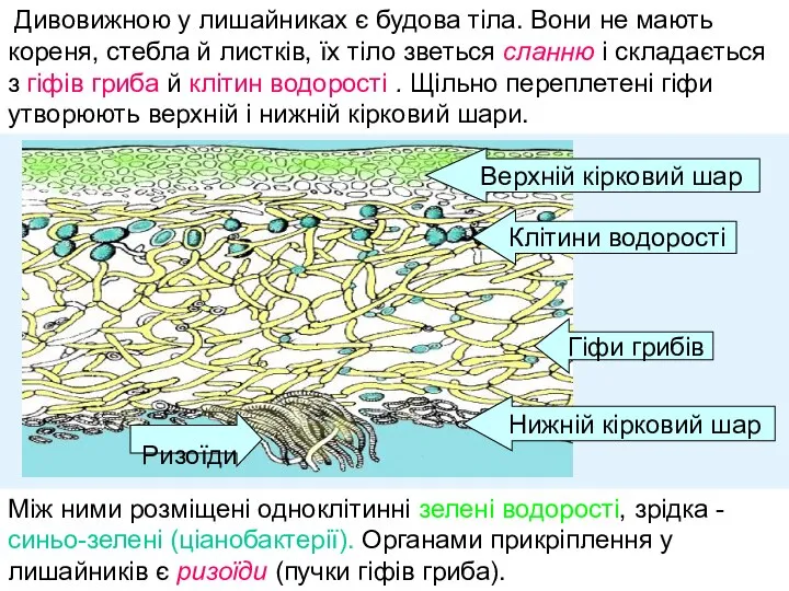 Дивовижною у лишайниках є будова тіла. Вони не мають кореня, стебла