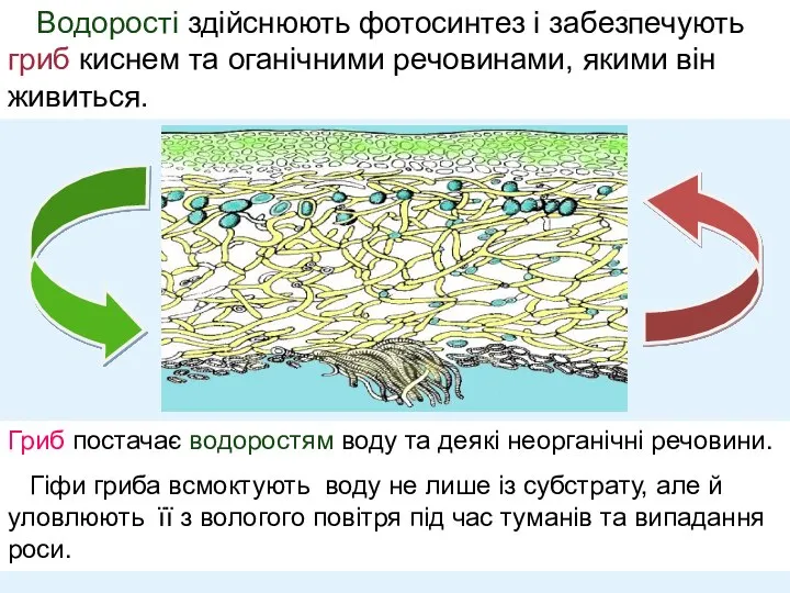 Водорості здійснюють фотосинтез і забезпечують гриб киснем та оганічними речовинами, якими