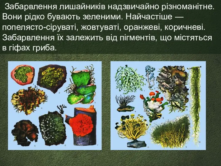 Забарвлення лишайників надзвичайно різноманітне. Вони рідко бувають зеленими. Найчастіше — попелясто-сіруваті,