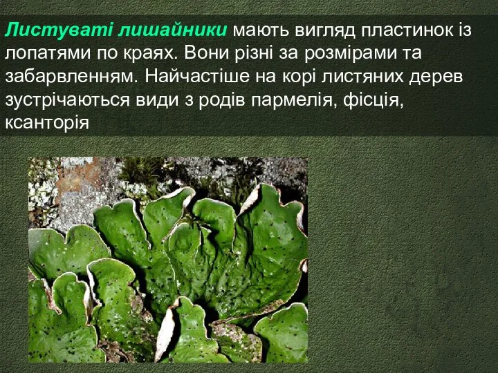 Листуваті лишайники мають вигляд пластинок із лопатями по краях. Вони різні