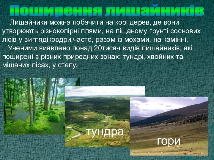 Поширення лишайників Лишайники можна побачити на корі дерев, де вони утворюють