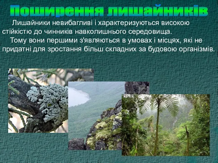 Поширення лишайників Лишайники невибагливі і характеризуються високою стійкістю до чинників навколишнього