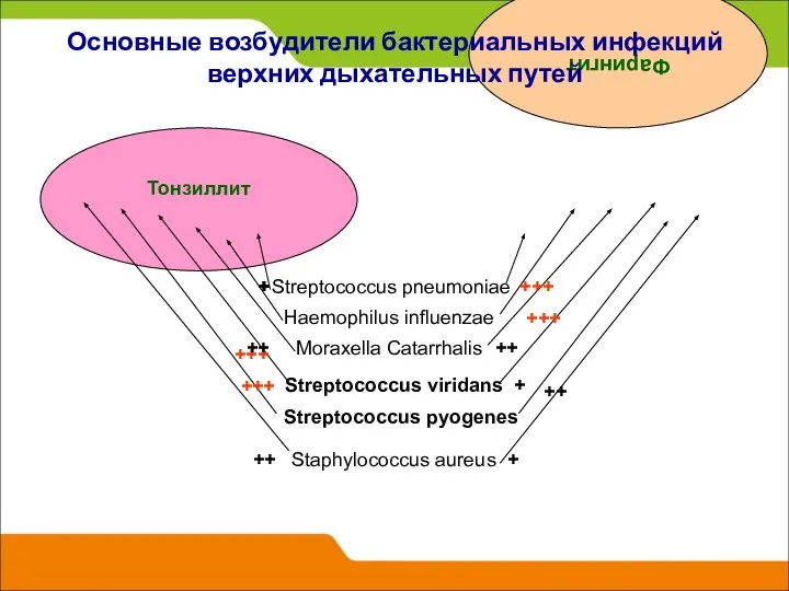 Тонзиллит Фарингит Streptococcus pneumoniae Moraxella Catarrhalis Streptococcus viridans Streptococcus pyogenes Haemophilus