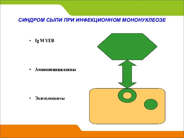 СИНДРОМ СЫПИ ПРИ ИНФЕКЦИОННОМ МОНОНУКЛЕОЗЕ