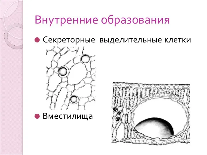 Внутренние образования Секреторные выделительные клетки Вместилища