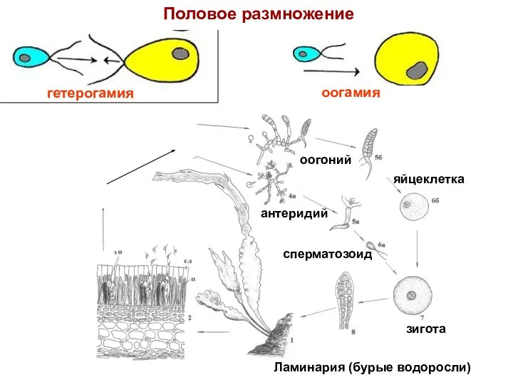 Половое размножение гетерогамия оогамия оогоний антеридий яйцеклетка сперматозоид зигота Ламинария (бурые водоросли)