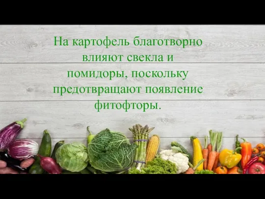 Классика На картофель благотворно влияют свекла и помидоры, поскольку предотвращают появление фитофторы.