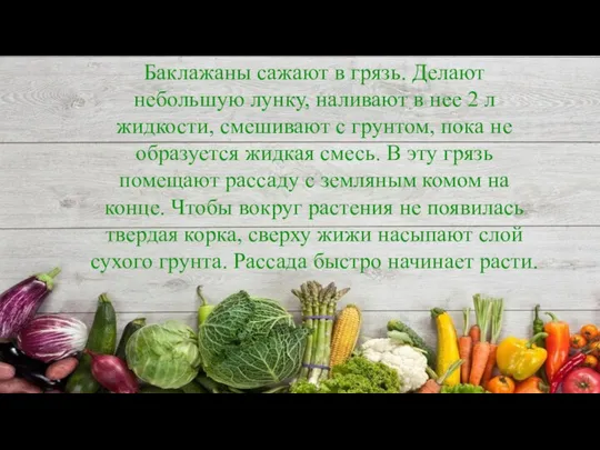 Баклажаны сажают в грязь. Делают небольшую лунку, наливают в нее 2