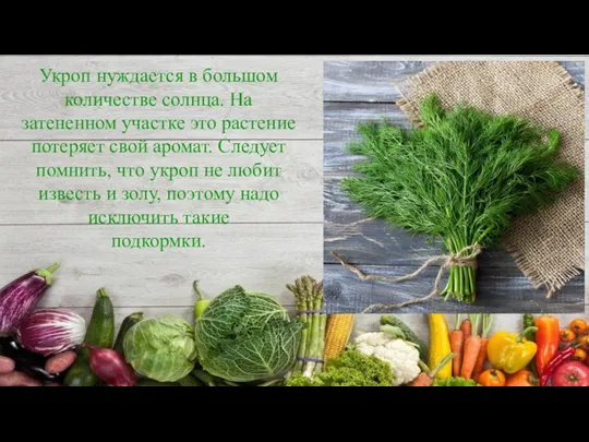 Укроп нуждается в большом количестве солнца. На затененном участке это растение