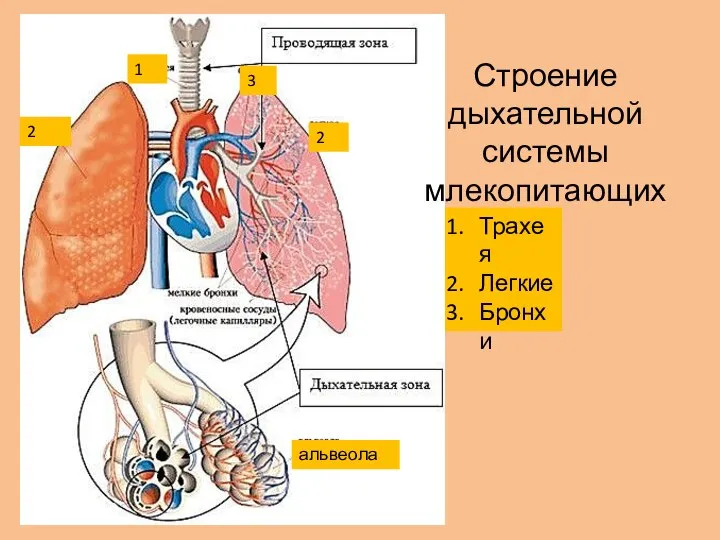 1 2 2 3 альвеола Строение дыхательной системы млекопитающих Трахея Легкие Бронхи