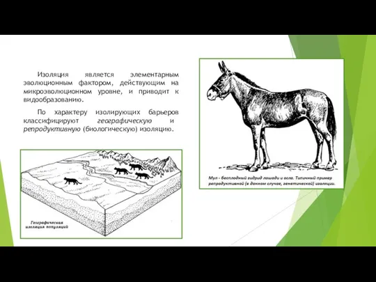 Изоляция является элементарным эволюционным фактором, действующим на микроэволюционном уровне, и приводит