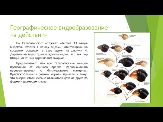 Географическое видообразование «в действии» На Галапагосских островах обитает 13 видов вьюрков.