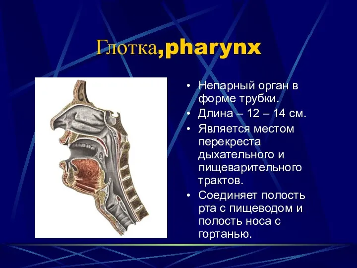 Глотка,pharynx Непарный орган в форме трубки. Длина – 12 – 14