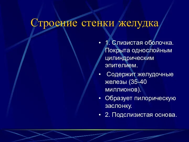 Строение стенки желудка 1. Слизистая оболочка. Покрыта однослойным цилиндрическим эпителием. Содержит