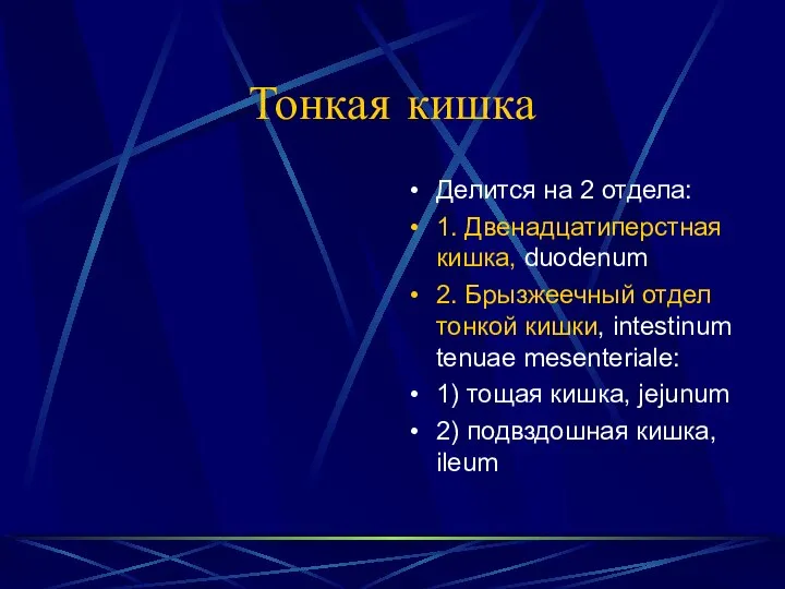 Тонкая кишка Делится на 2 отдела: 1. Двенадцатиперстная кишка, duodenum 2.