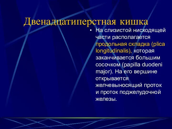 Двенадцатиперстная кишка На слизистой нисходящей части располагается продольная складка (plica longitudinalis),