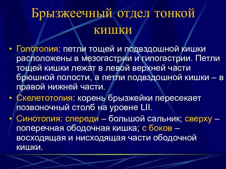 Брызжеечный отдел тонкой кишки Голотопия: петли тощей и подвздошной кишки расположены