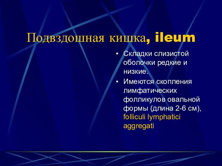 Подвздошная кишка, ileum Складки слизистой оболочки редкие и низкие. Имеются скопления