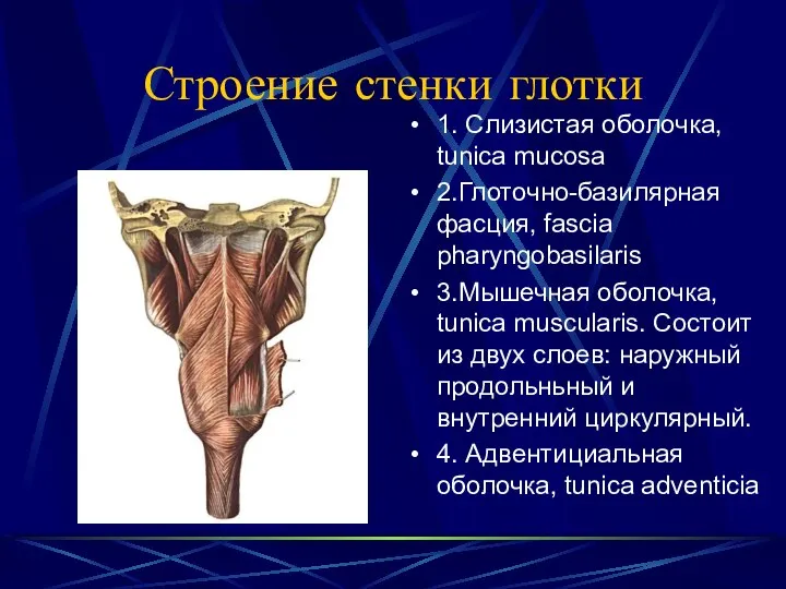 Строение стенки глотки 1. Слизистая оболочка, tunica mucosa 2.Глоточно-базилярная фасция, fascia