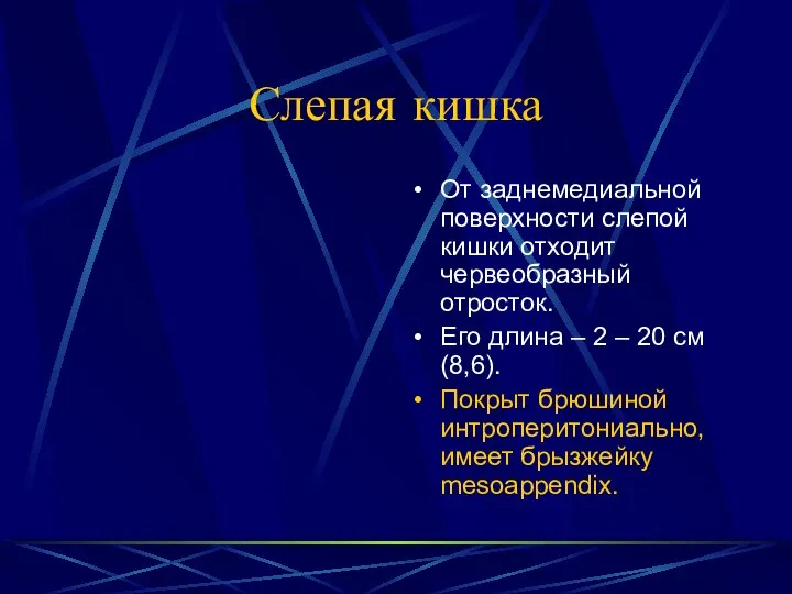 Слепая кишка От заднемедиальной поверхности слепой кишки отходит червеобразный отросток. Его