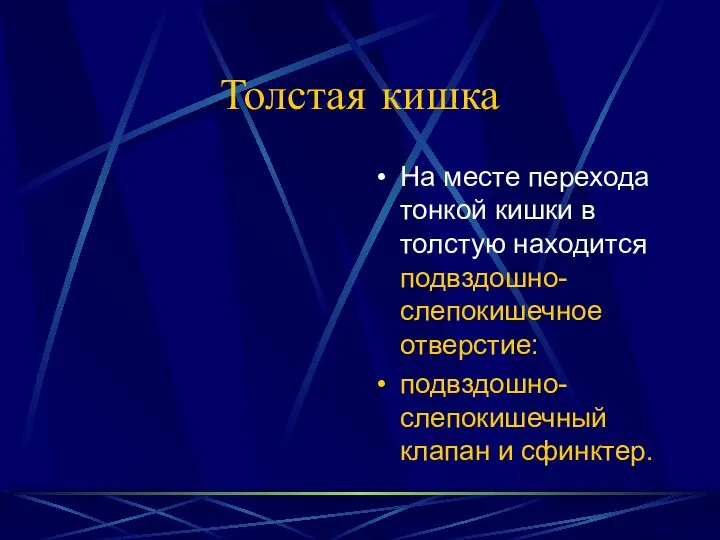 Толстая кишка На месте перехода тонкой кишки в толстую находится подвздошно-слепокишечное отверстие: подвздошно-слепокишечный клапан и сфинктер.